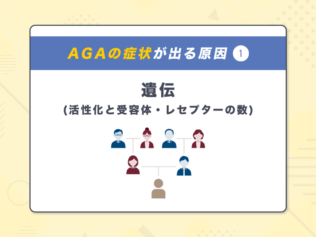 AGA(男性ホルモン型脱毛症)の症状が出る原因①:遺伝(活性化と受容体・レセプターの数)